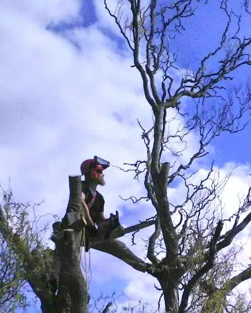 DesignLeaf Tree surgeon and professional tree work